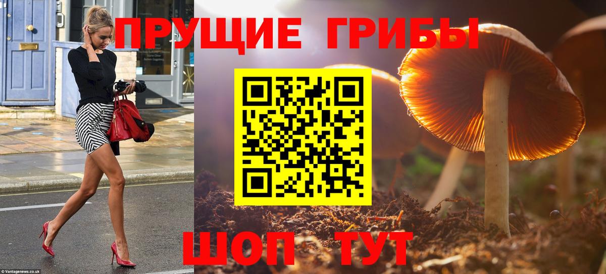 наркошоп  Вход с VPN  Тамбов  Псилоцибиновые грибы MAGIC MUSHROOMS 